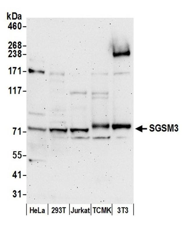 SGSM3 Antibody in Western Blot (WB)