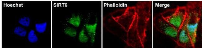 SIRT6 Antibody in Immunocytochemistry (ICC/IF)