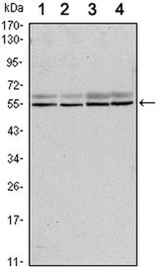 SMAD6 Antibody in Western Blot (WB)