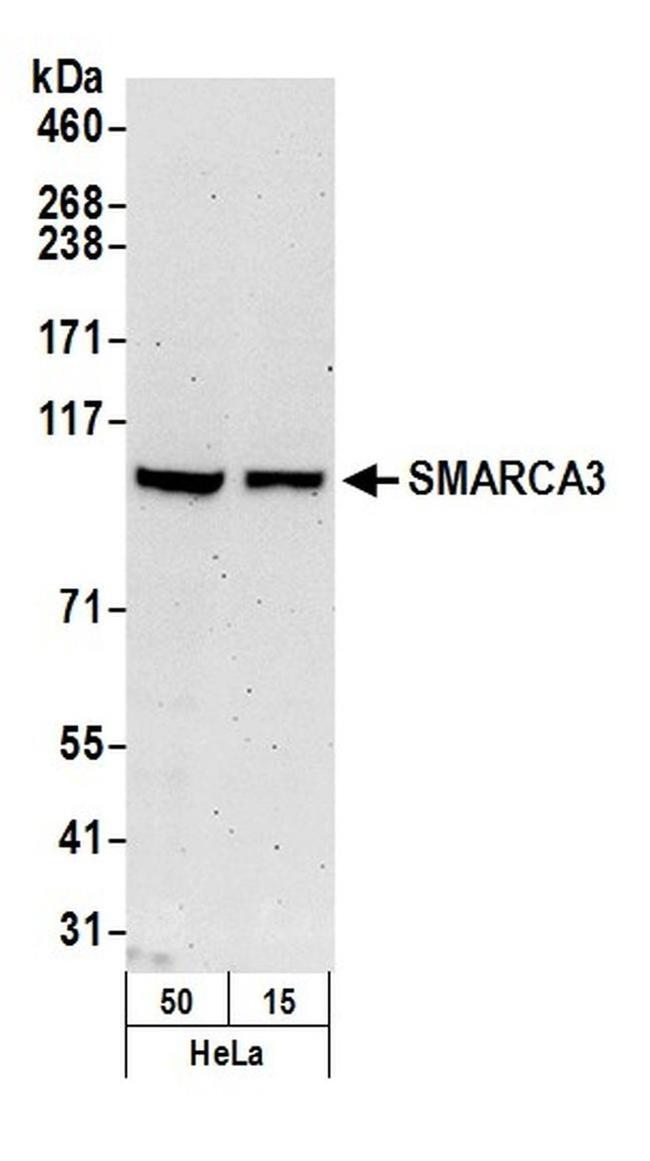 SMARCA3 Antibody in Western Blot (WB)