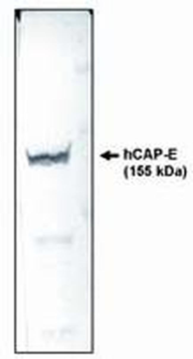 SMC2 Antibody in Western Blot (WB)