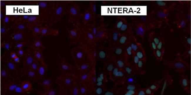 SOX2 Antibody in Immunocytochemistry (ICC/IF)