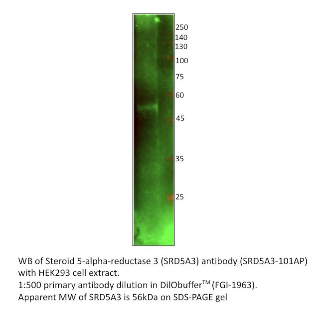 SRD5A3 Antibody in Western Blot (WB)