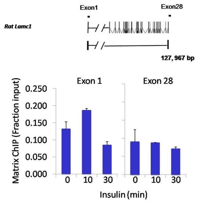 STAT3 Antibody in ChIP Assay (ChIP)