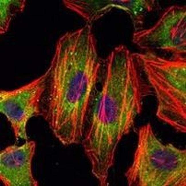 STAT3 Antibody in Immunocytochemistry (ICC/IF)