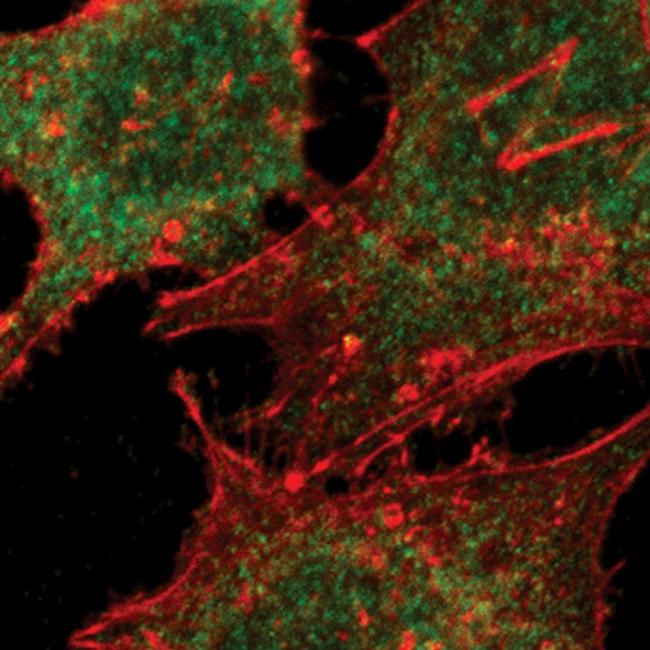 SMAD2 Antibody in Immunocytochemistry (ICC/IF)