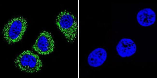 ATP1A1 Antibody in Immunocytochemistry (ICC/IF)