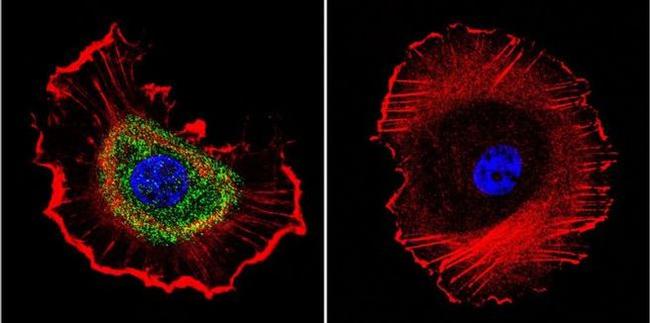 ATP1B1 Antibody in Immunocytochemistry (ICC/IF)