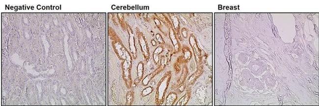 Synaptophysin Antibody in Immunohistochemistry (PFA fixed) (IHC (PFA))