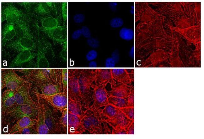 Cyclophilin B Antibody in Immunocytochemistry (ICC/IF)