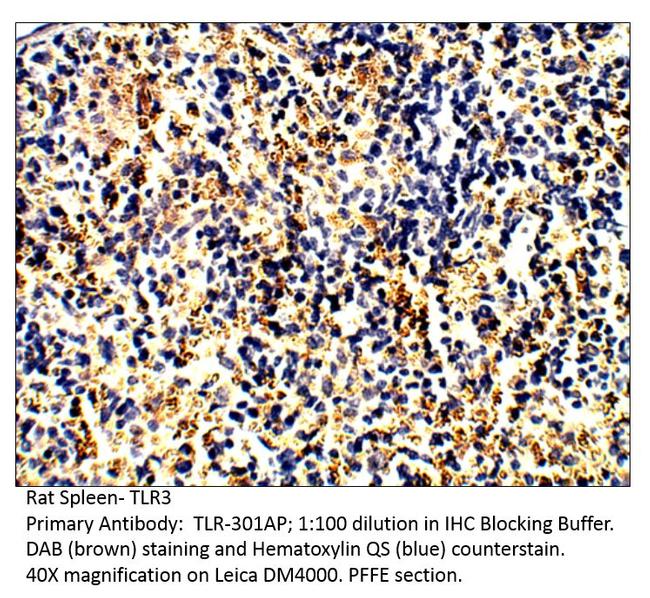 TLR3 Antibody in Immunohistochemistry (IHC)