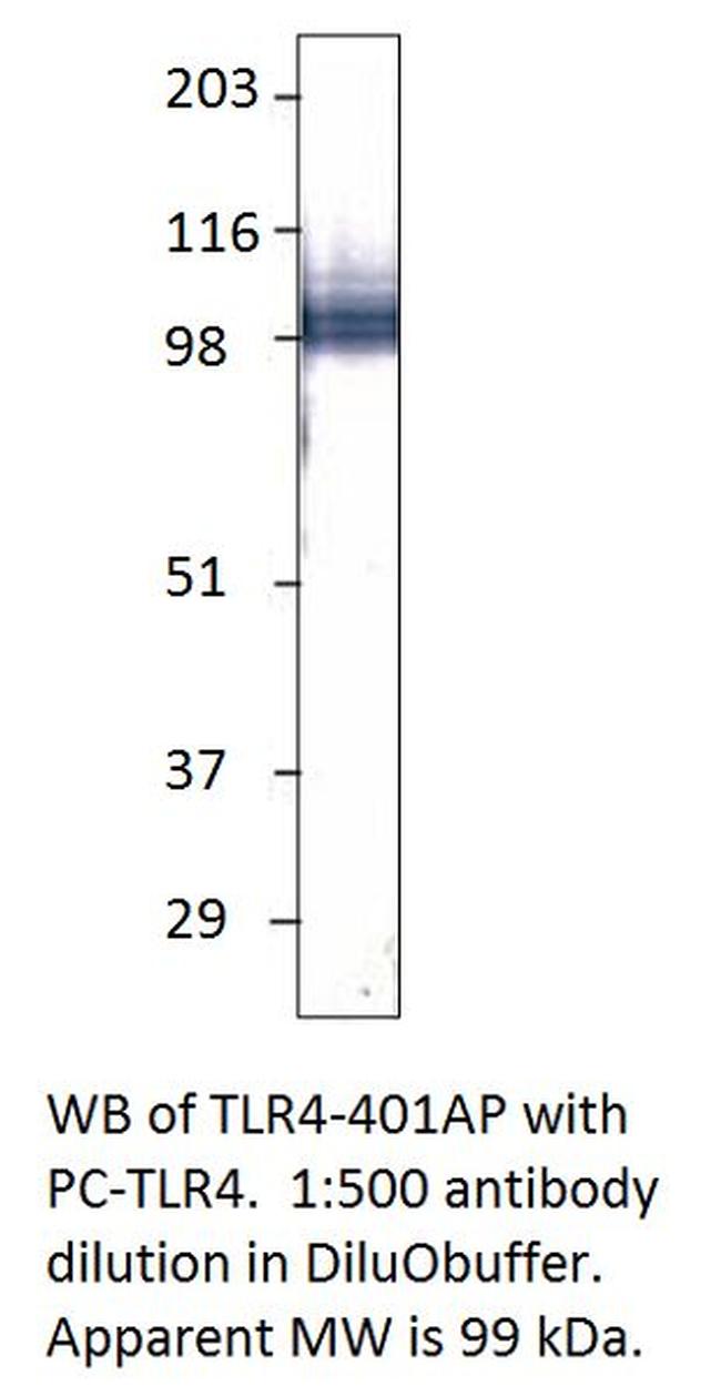 TLR4 Antibody in Western Blot (WB)