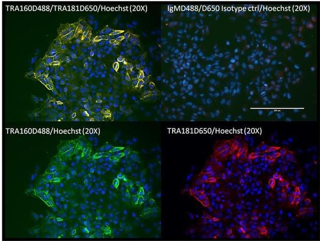 TRA-1-81 Antibody in Immunocytochemistry (ICC/IF)