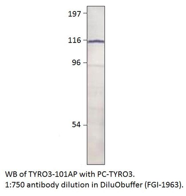 TYRO3 Antibody in Western Blot (WB)