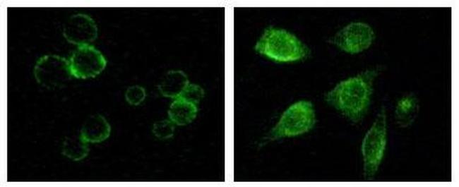 TYRO3 Antibody in Immunocytochemistry (ICC/IF)