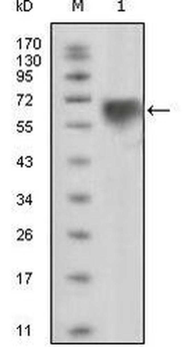 TYRO3 Antibody in Western Blot (WB)