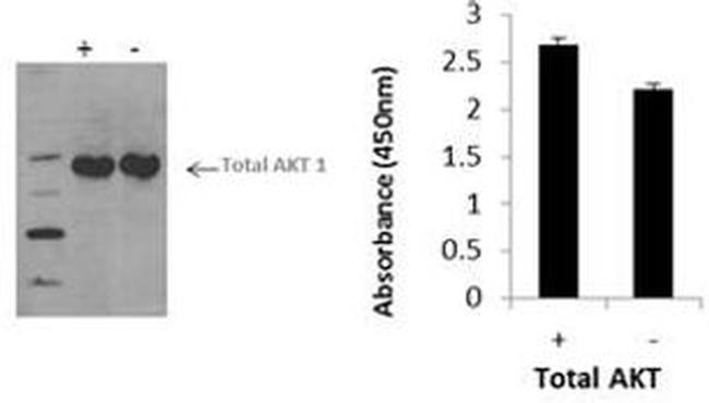 Multispecies AKT1 (Total) InstantOne™ ELISA Kit