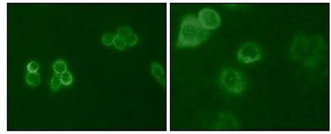 TYRO3 Antibody in Immunocytochemistry (ICC/IF)