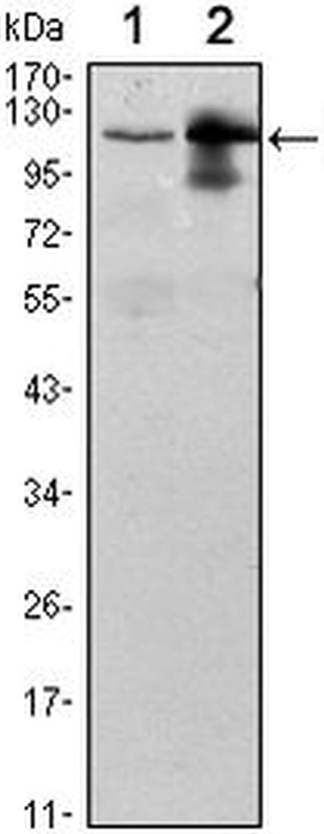 UBE1L Antibody in Western Blot (WB)