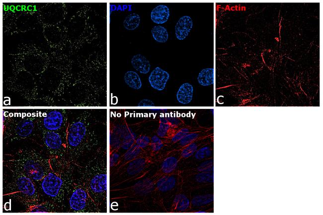 UQCRC1 Antibody in Immunocytochemistry (ICC/IF)