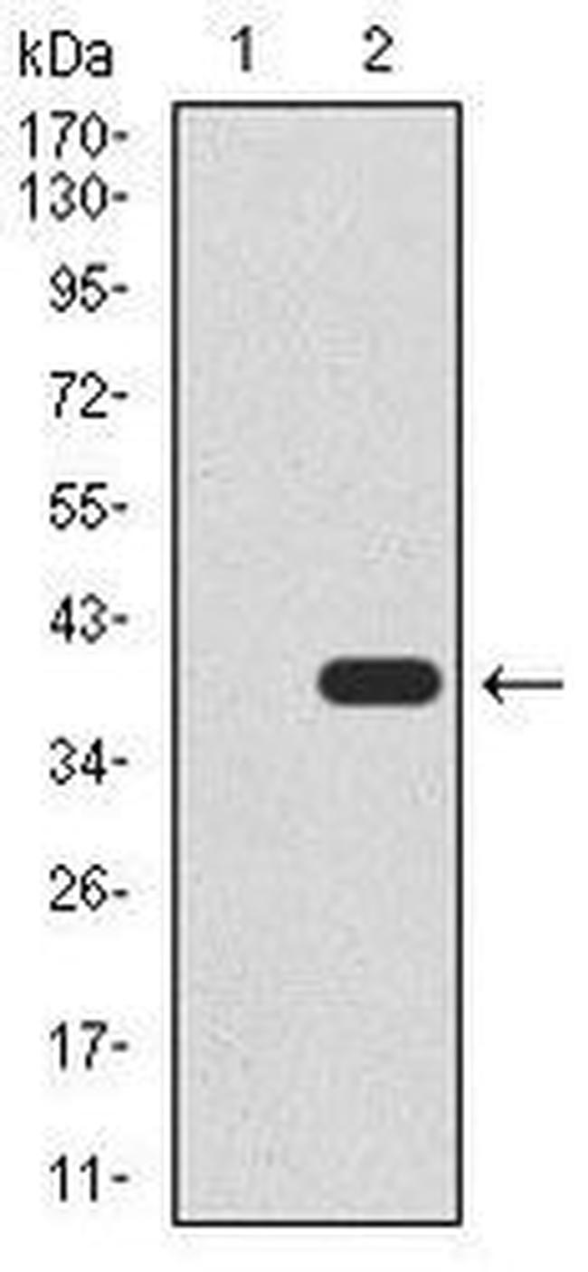 UTF1 Antibody in Western Blot (WB)