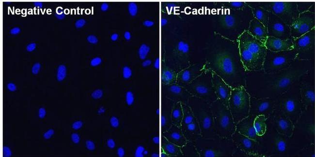 VE-cadherin Antibody in Immunocytochemistry (ICC/IF)