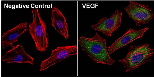 VEGF Antibody in Immunocytochemistry (ICC/IF)