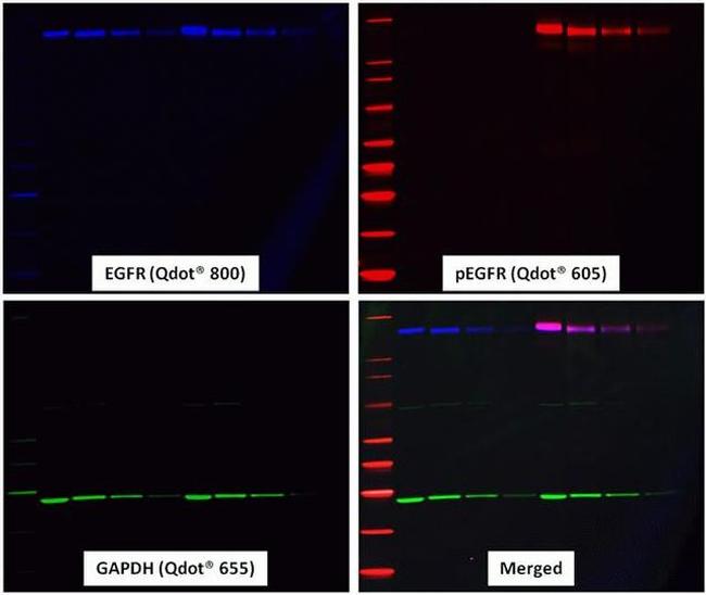 Goat IgG (H+L) Secondary Antibody in Western Blot (WB)