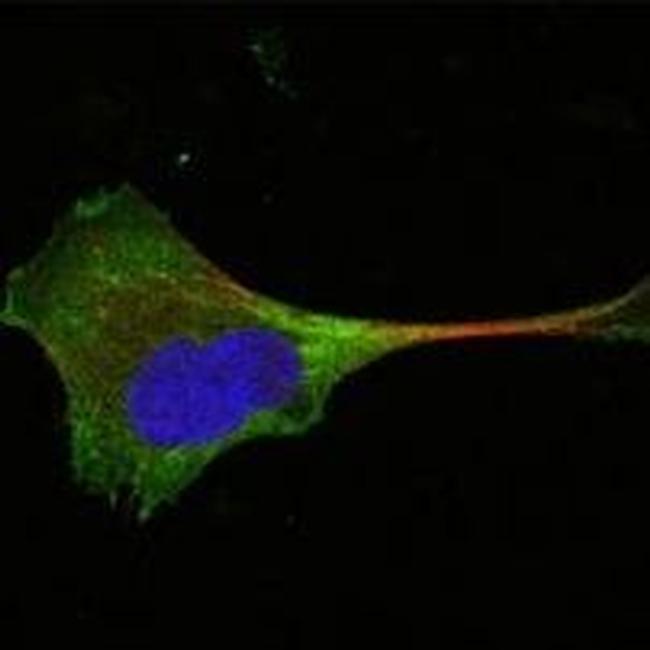 WNT10B Antibody in Immunocytochemistry (ICC/IF)