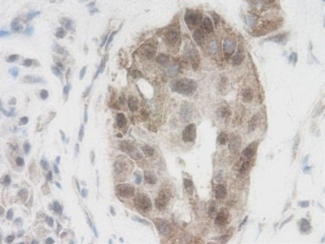 WNT1 Antibody in Immunohistochemistry (Paraffin) (IHC (P))