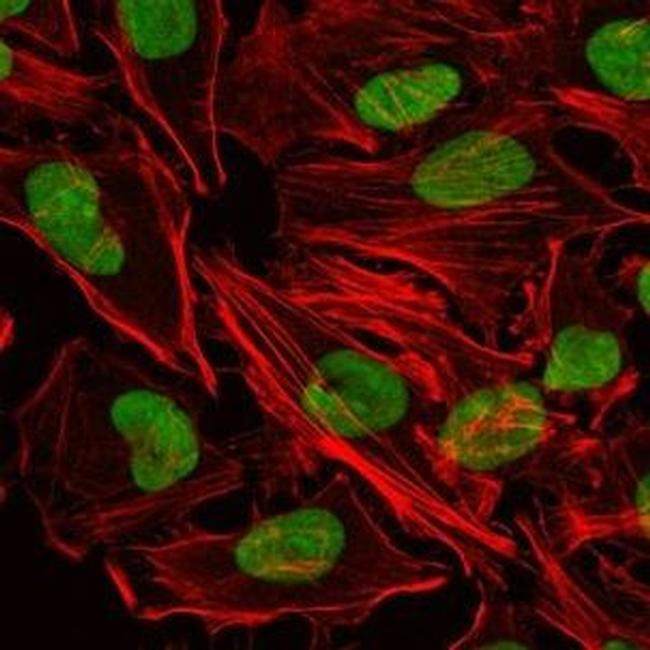 Ku80 Antibody in Immunocytochemistry (ICC/IF)