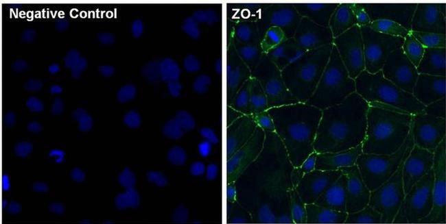 ZO-1 Antibody in Immunocytochemistry (ICC/IF)