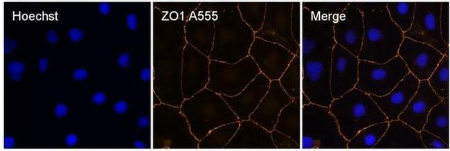 ZO-1 Antibody in Immunocytochemistry (ICC/IF)