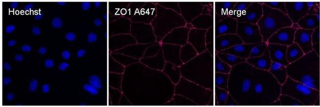 ZO-1 Antibody in Immunocytochemistry (ICC/IF)