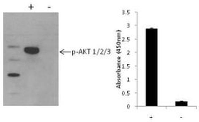 Multispecies AKT (Phospho) [pS473] InstantOne™ ELISA Kit