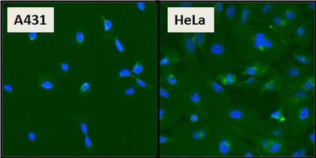 beta Catenin Antibody in Immunocytochemistry (ICC/IF)