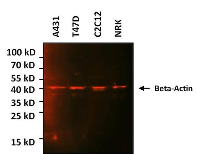 beta Actin Antibody in Western Blot (WB)