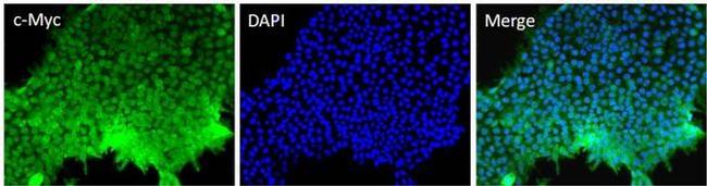 c-Myc Antibody in Immunocytochemistry (ICC/IF)