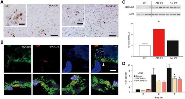 HLA-DR Antibody in Immunohistochemistry (Paraffin) (IHC (P))