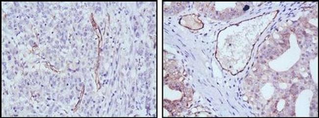 eNOS Antibody in Immunohistochemistry (Paraffin) (IHC (P))