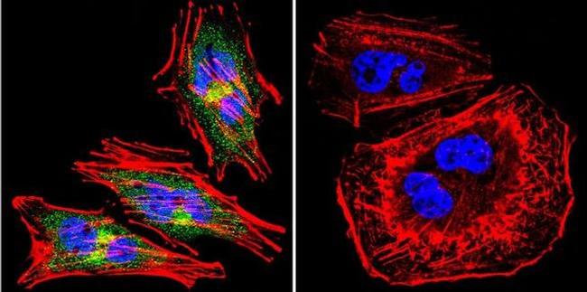 eNOS Antibody in Immunocytochemistry (ICC/IF)