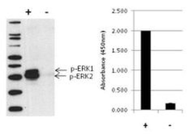 Multispecies ERK1/ERK2 (Phospho) [pT202/pY204]/[pT185/pY187] InstantOne™ ELISA Kit