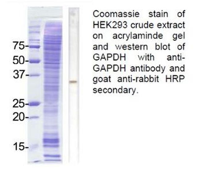 GAPDH Antibody in Western Blot (WB)