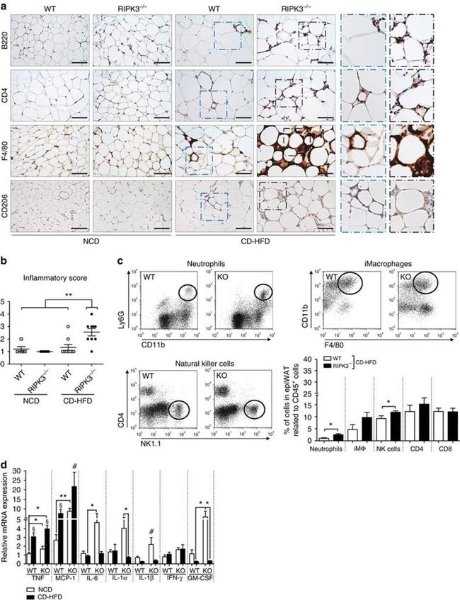 CD4 Antibody in Immunohistochemistry (IHC)