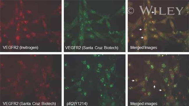 VEGF Receptor 2 Antibody in Immunocytochemistry (ICC/IF)