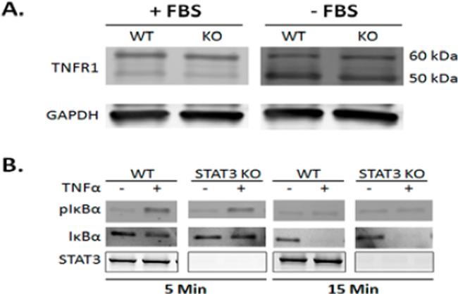 TNFR1 Antibody in Western Blot (WB)