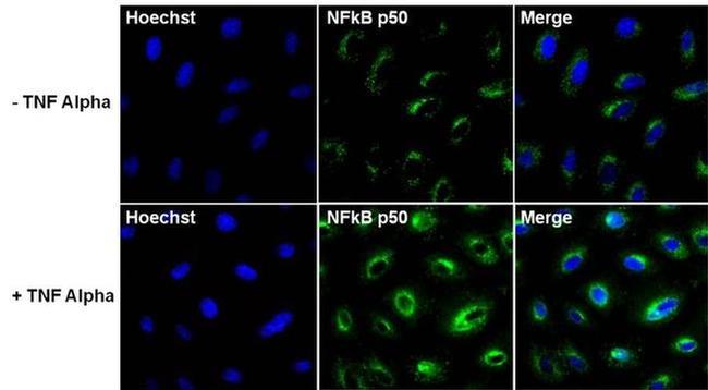 Phospho-NFkB p50 (Ser337) Antibody in Immunocytochemistry (ICC/IF)