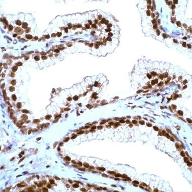 p27 Kip1 Antibody in Immunohistochemistry (Paraffin) (IHC (P))