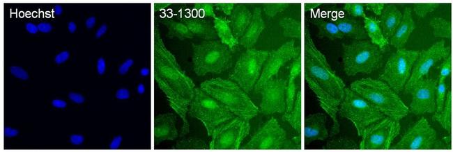 p38 MAPK Antibody in Immunocytochemistry (ICC/IF)