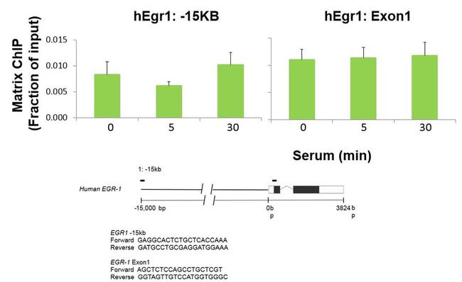 p53 Antibody in ChIP Assay (ChIP)